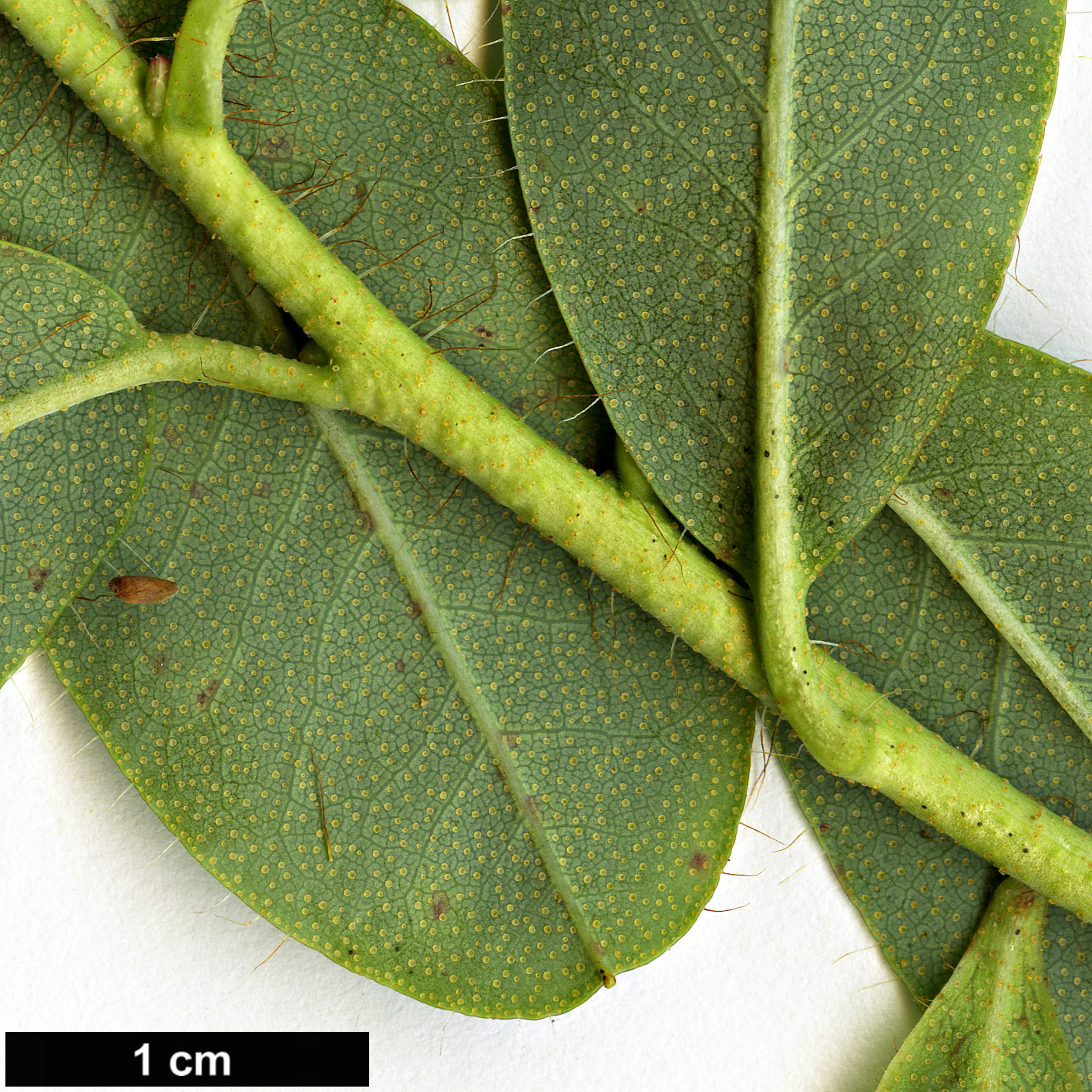 High resolution image: Family: Ericaceae - Genus: Rhododendron - Taxon: mekongense - SpeciesSub: var. mekongense